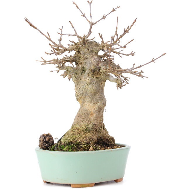 Acer buergerianum, 18 cm, ± 35 años, con un nebari de 9 cm