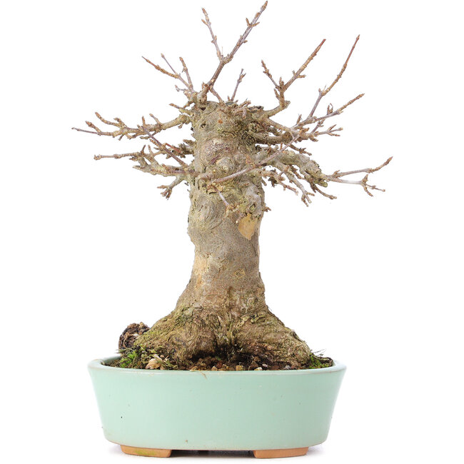 Acer buergerianum, 18 cm, ± 35 años, con un nebari de 9 cm