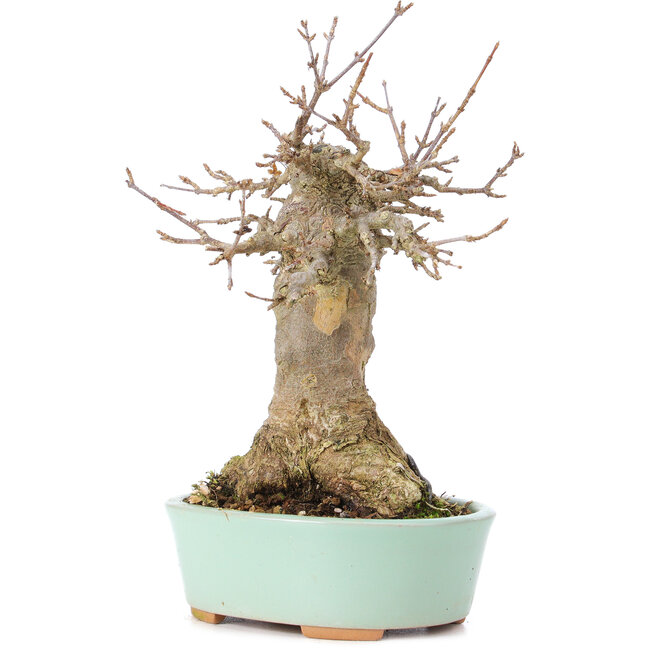 Acer buergerianum, 18 cm, ± 35 ans, avec un nebari de 9 cm