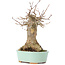 Acer buergerianum, 18 cm, ± 35 years old, with a nebari of 9 cm