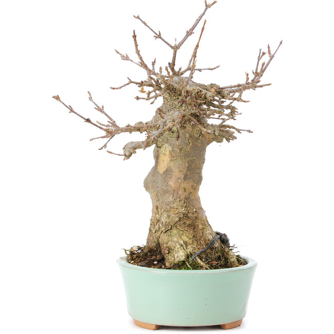 Acer buergerianum, 18 cm, ± 35 Jahre alt, mit einem Nebari von 9 cm