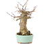Acer buergerianum, 18 cm, ± 35 years old, with a nebari of 9 cm