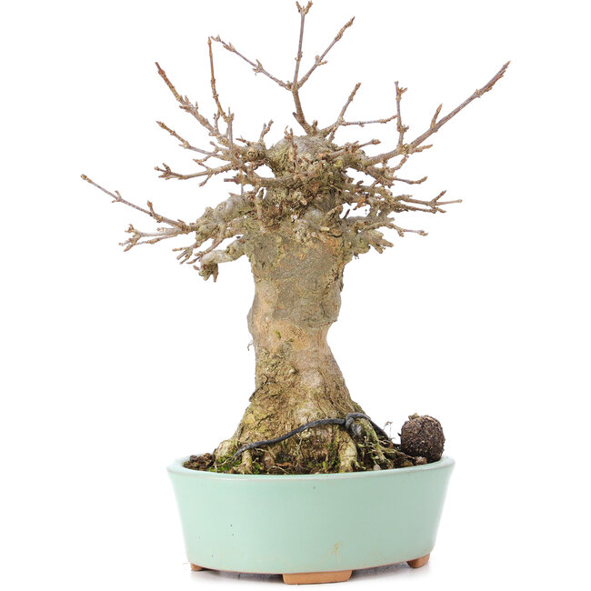 Acer buergerianum, 18 cm, ± 35 Jahre alt, mit einem Nebari von 9 cm