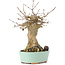 Acer buergerianum, 18 cm, ± 35 years old, with a nebari of 9 cm