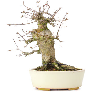 Acer buergerianum, 16 cm, ± 35 anni