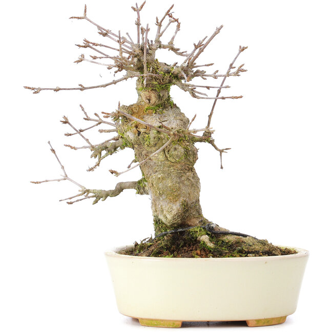 Acer buergerianum, 16 cm, ± 35 anni, con un nebari di 8 cm