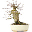 Acer buergerianum, 16 cm, ± 35 years old, with a nebari of 8 cm