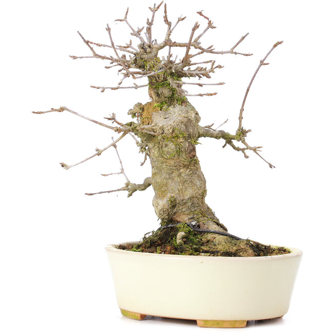 Acer buergerianum, 16 cm, ± 35 ans, avec un nebari de 8 cm