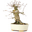 Acer buergerianum, 16 cm, ± 35 jaar oud, met een nebari van 8 cm