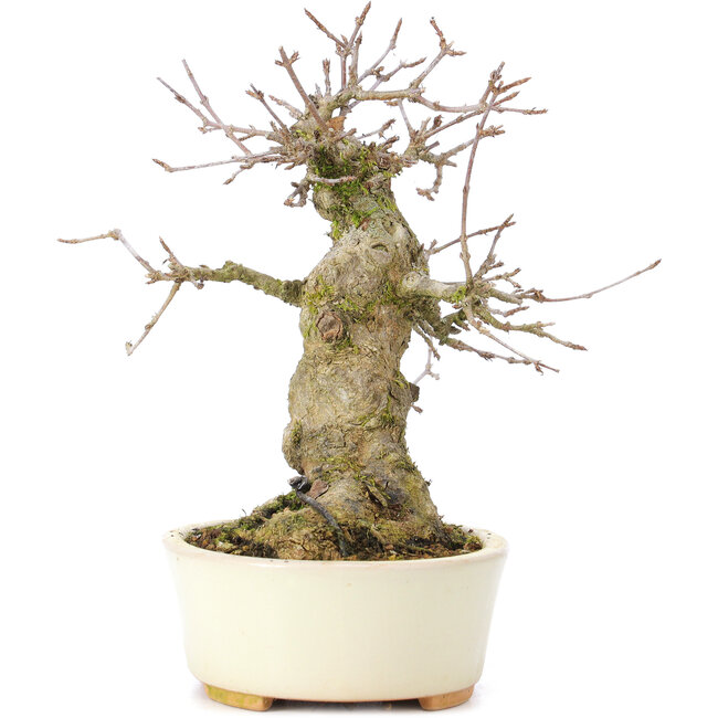 Acer buergerianum, 16 cm, ± 35 jaar oud, met een nebari van 8 cm