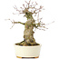 Acer buergerianum, 16 cm, ± 35 jaar oud, met een nebari van 8 cm