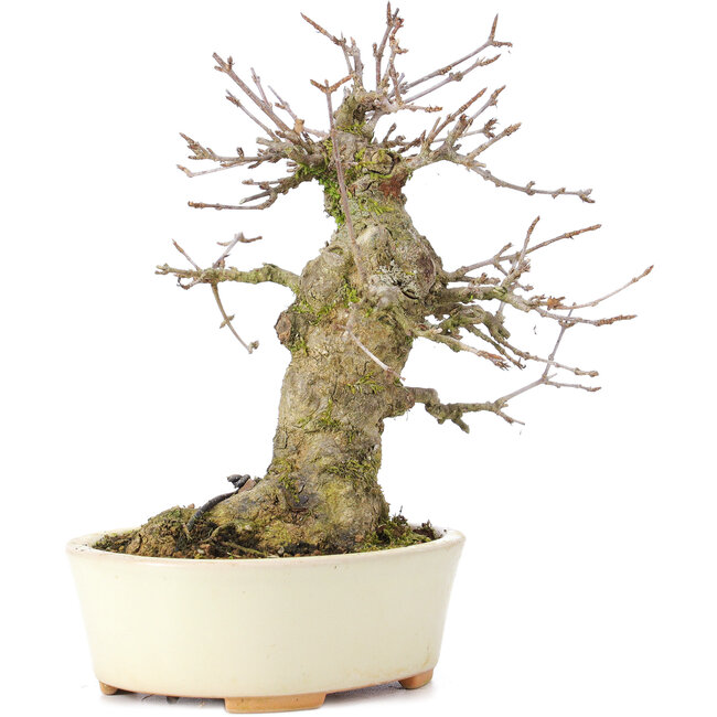 Acer buergerianum, 16 cm, ± 35 Jahre alt, mit einem Nebari von 8 cm