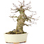 Acer buergerianum, 16 cm, ± 35 jaar oud, met een nebari van 8 cm