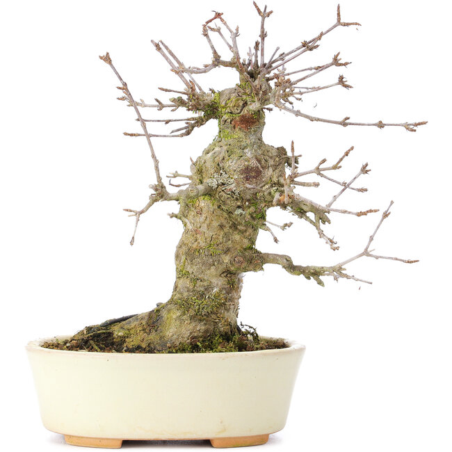 Acer buergerianum, 16 cm, ± 35 Jahre alt, mit einem Nebari von 8 cm