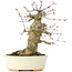 Acer buergerianum, 16 cm, ± 35 años, con un nebari de 8 cm
