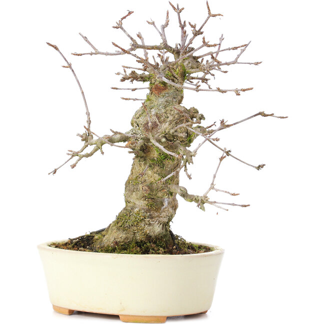 Acer buergerianum, 16 cm, ± 35 years old, with a nebari of 8 cm