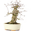 Acer buergerianum, 16 cm, ± 35 años, con un nebari de 8 cm