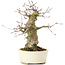 Acer buergerianum, 16 cm, ± 35 jaar oud, met een nebari van 8 cm