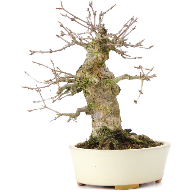 Acer buergerianum, 16 cm, ± 35 Jahre alt, mit einem Nebari von 8 cm