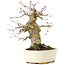 Acer buergerianum, 16 cm, ± 35 jaar oud, met een nebari van 8 cm