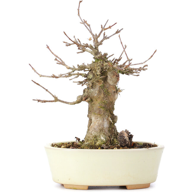 Acer buergerianum, 16 cm, ± 35 jaar oud, met een nebari van 7 cm