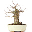 Acer buergerianum, 16 cm, ± 35 jaar oud, met een nebari van 7 cm