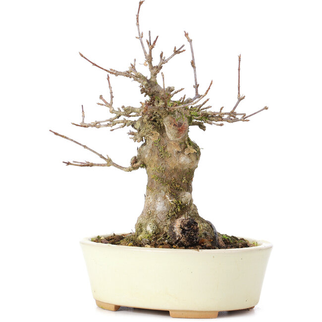 Acer buergerianum, 16 cm, ± 35 Jahre alt, mit einem Nebari von 7 cm