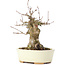 Acer buergerianum, 16 cm, ± 35 jaar oud, met een nebari van 7 cm