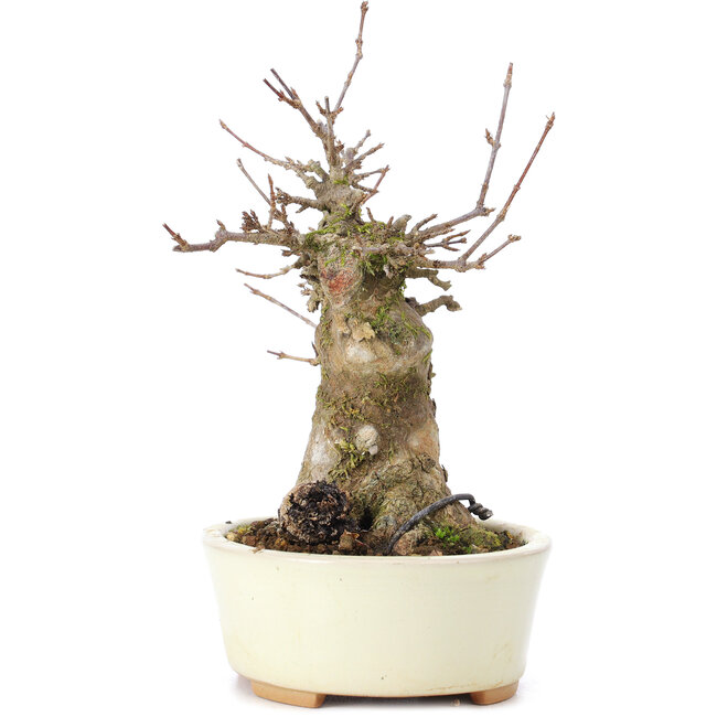 Acer buergerianum, 16 cm, ± 35 jaar oud, met een nebari van 7 cm