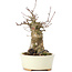 Acer buergerianum, 16 cm, ± 35 jaar oud, met een nebari van 7 cm