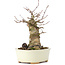 Acer buergerianum, 16 cm, ± 35 jaar oud, met een nebari van 7 cm