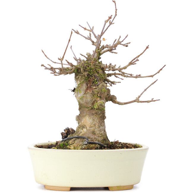 Acer buergerianum, 16 cm, ± 35 Jahre alt, mit einem Nebari von 7 cm