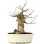 Acer buergerianum, 16 cm, ± 35 jaar oud, met een nebari van 7 cm