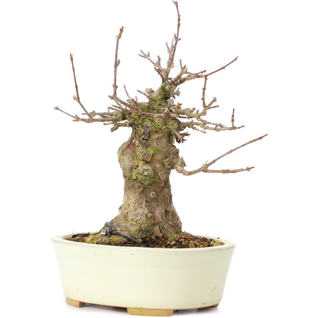 Acer buergerianum, 16 cm, ± 35 jaar oud, met een nebari van 7 cm