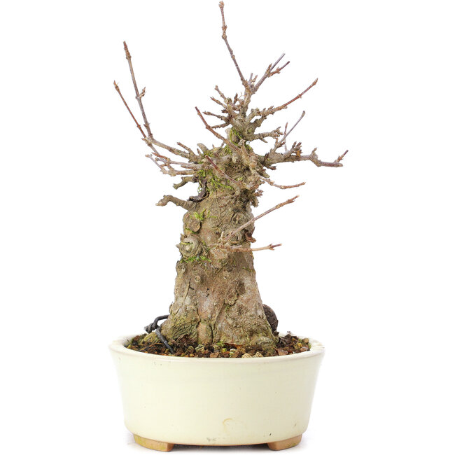 Acer buergerianum, 16 cm, ± 35 years old, with a nebari of 7 cm