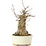 Acer buergerianum, 16 cm, ± 35 jaar oud, met een nebari van 7 cm