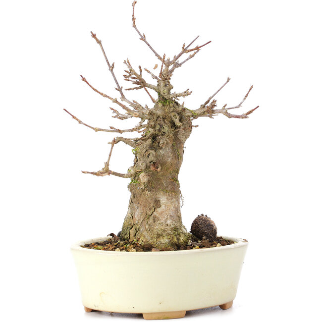 Acer buergerianum, 16 cm, ± 35 jaar oud, met een nebari van 7 cm