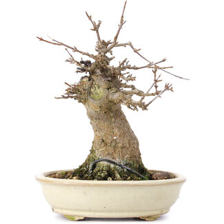 Acer buergerianum, 16 cm, ± 35 ans