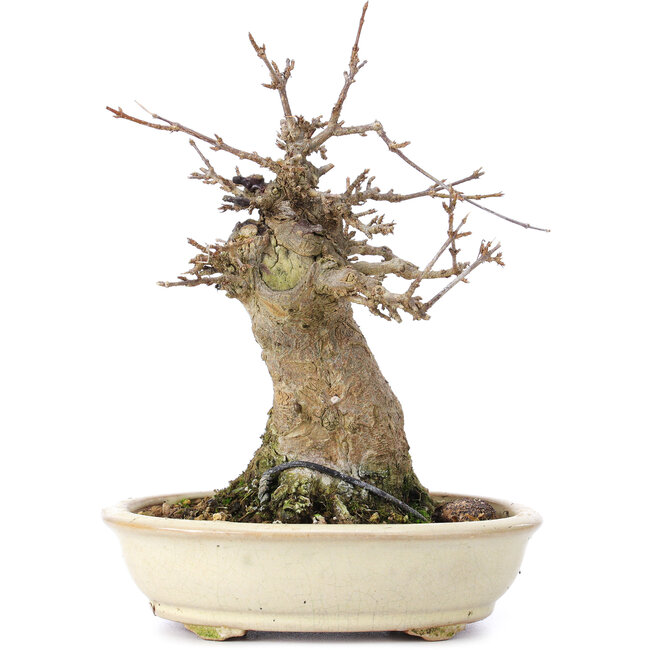 Acer buergerianum, 16 cm, ± 35 years old, with a nebari of 7 cm