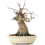 Acer buergerianum, 16 cm, ± 35 years old, with a nebari of 7 cm