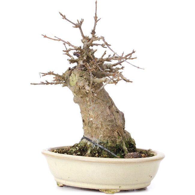 Acer buergerianum, 16 cm, ± 35 years old, with a nebari of 7 cm