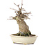 Acer buergerianum, 16 cm, ± 35 jaar oud, met een nebari van 7 cm