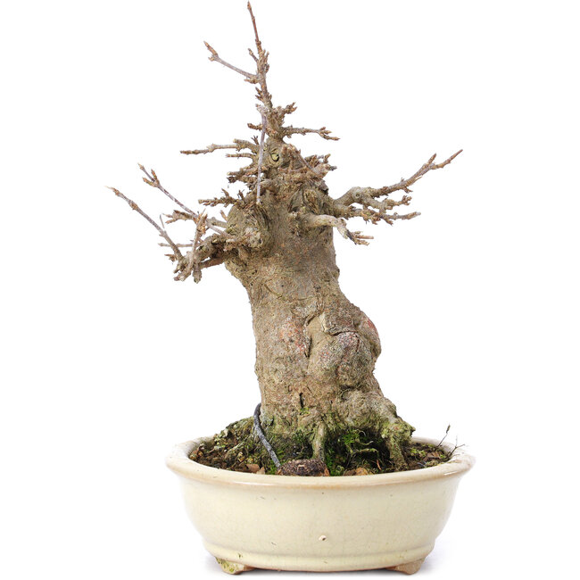 Acer buergerianum, 16 cm, ± 35 anni, con un nebari di 7 cm
