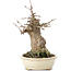 Acer buergerianum, 16 cm, ± 35 years old, with a nebari of 7 cm