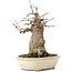 Acer buergerianum, 16 cm, ± 35 years old, with a nebari of 7 cm
