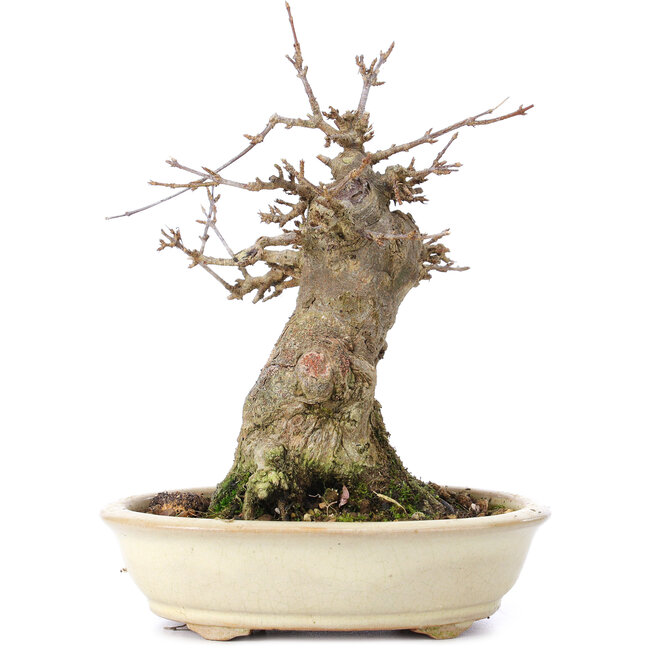 Acer buergerianum, 16 cm, ± 35 jaar oud, met een nebari van 7 cm