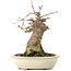 Acer buergerianum, 16 cm, ± 35 años, con un nebari de 7 cm