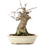 Acer buergerianum, 16 cm, ± 35 years old, with a nebari of 7 cm
