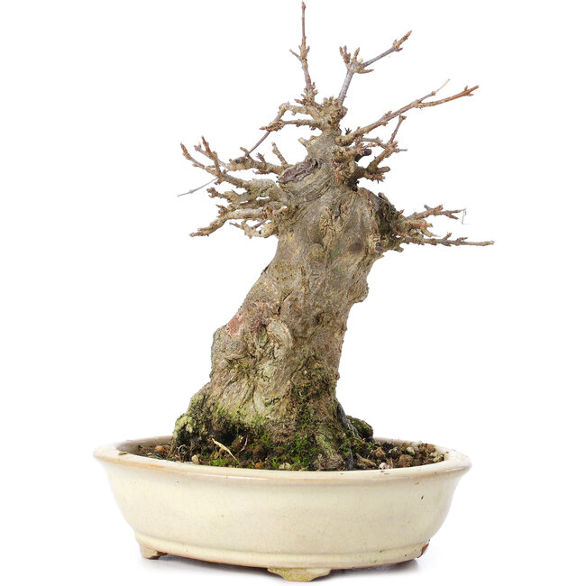 Acer buergerianum, 16 cm, ± 35 Jahre alt, mit einem Nebari von 7 cm