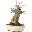 Acer buergerianum, 16 cm, ± 35 años, con un nebari de 7 cm